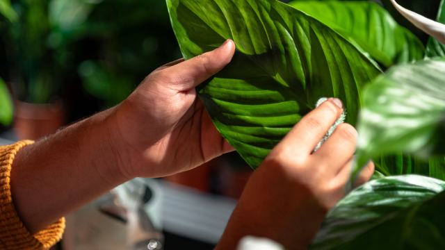 hands with cleaning the plant leaf